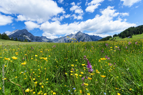 Beautiful mountain landscape in the Alps with wild flowers and green meadows. Walderalm, Austria, Tyrol. photo