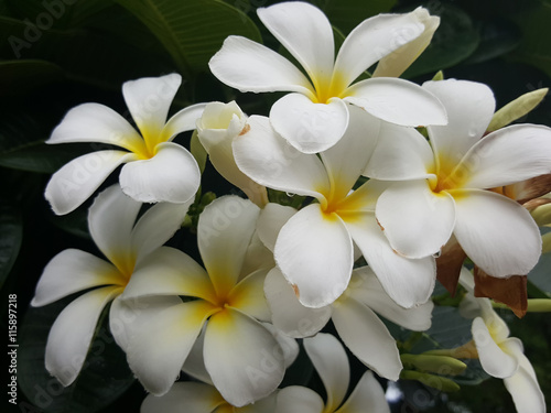 Beautiful plumeria flowers, White flower.