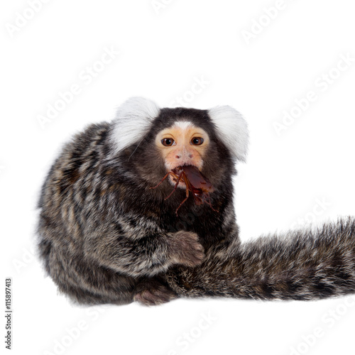 Fototapeta Naklejka Na Ścianę i Meble -  The common marmoset on white