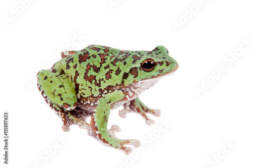 Japaneese forest green tree frog on white