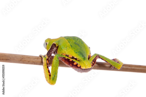 The white-lined leaf frog photo