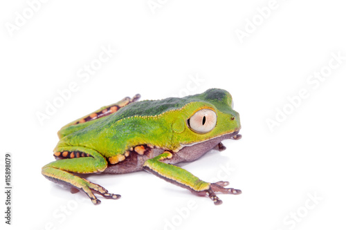 The white-lined leaf frog