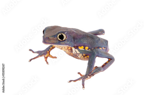 Common walking leaf frog isolated on white background photo