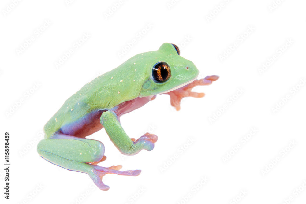 Obraz premium Beautiful blue-sided tree frog on white background