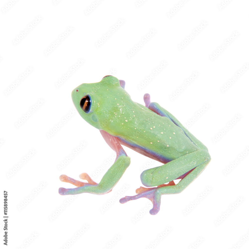 Obraz premium Beautiful blue-sided tree frog on white background