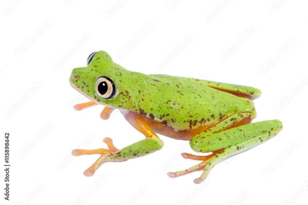 Lemur leaf frog on white background Lemur leaf frog on white background