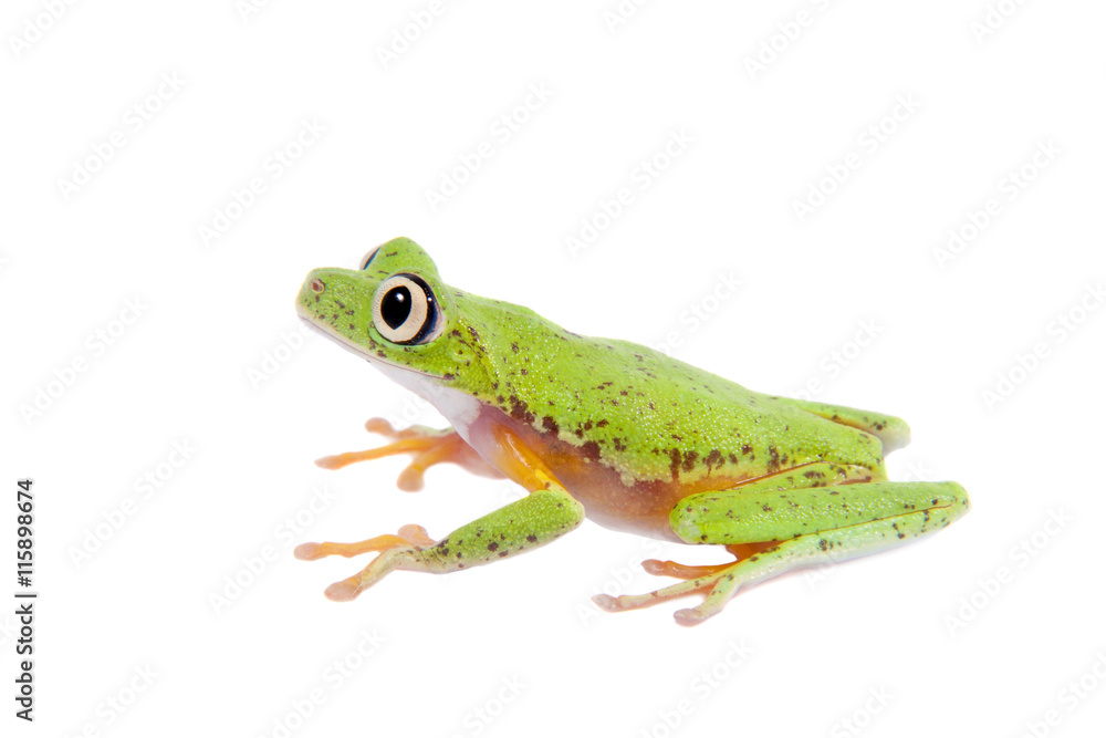 Obraz premium Lemur leaf frog on white background
