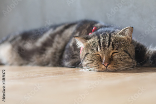 Fototapeta Naklejka Na Ścianę i Meble -  lovely cat american short hair sleeping on wood floor