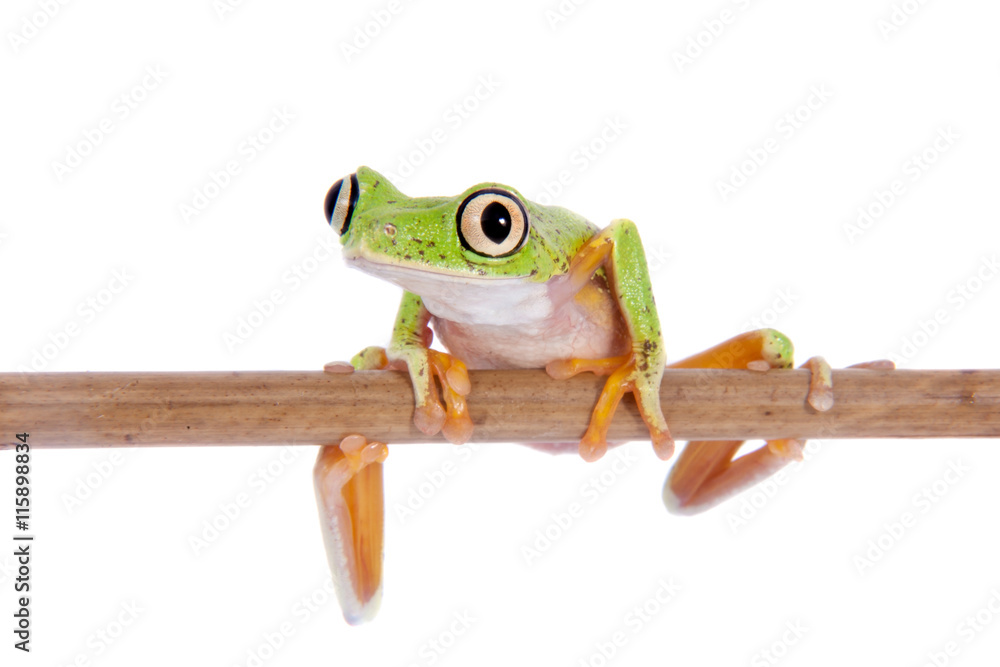 Fototapeta premium Lemur leaf frog on white background