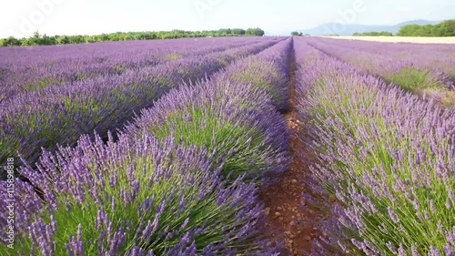 Walking on a field with lavender plants at sunset.  photo