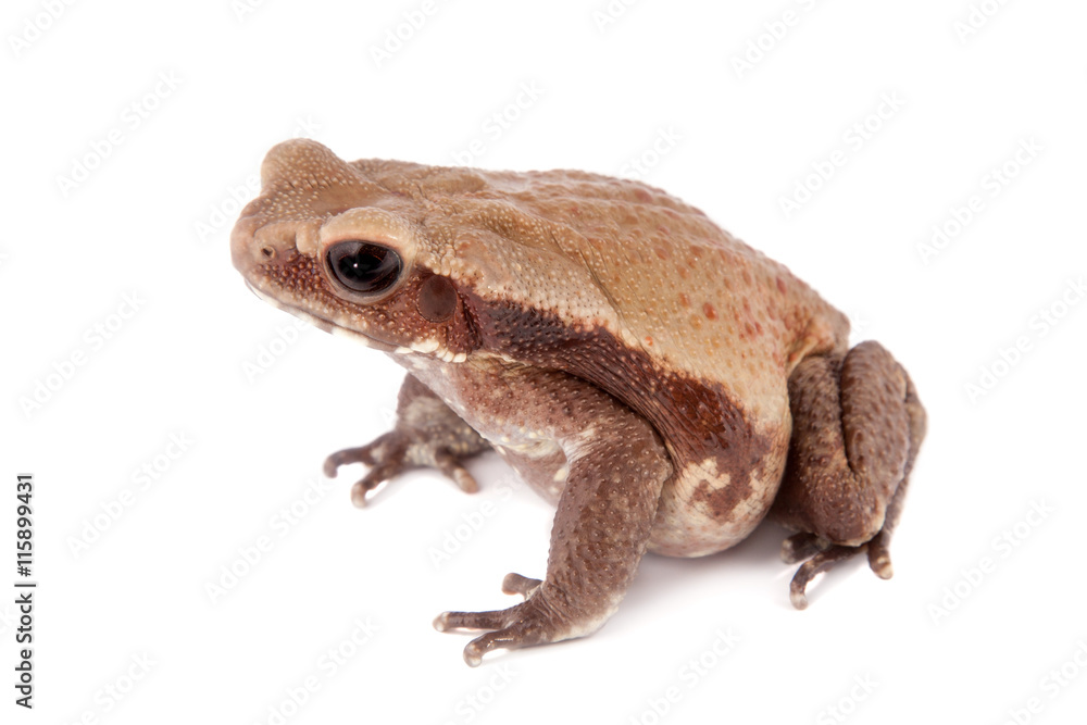 Fototapeta premium Smooth-sided toad isolated on white
