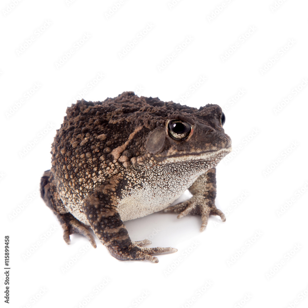 Eastern olive toad isolated on white Eastern olive toad isolated on white