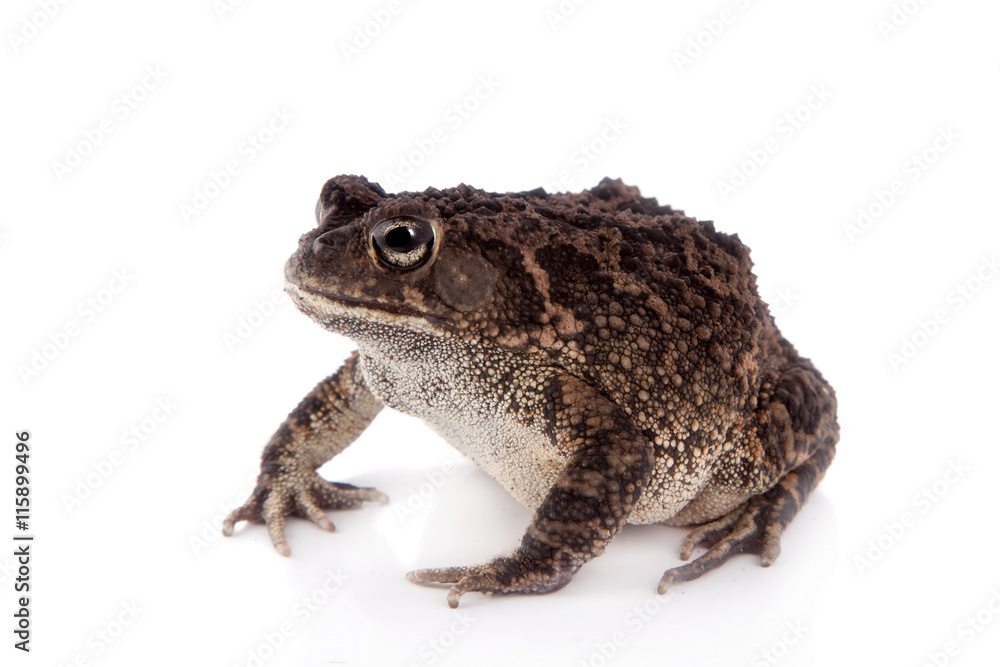 Eastern olive toad isolated on white Eastern olive toad isolated on white