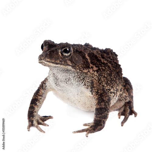 Eastern olive toad isolated on white