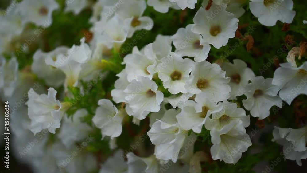 petunia flowers. The rose petunias on the forefront are in the focus. petunia flowers. The rose petunias on the forefront are in the focus.