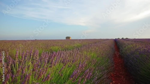 Walking on a field with lavender plants at sunset. Personal perspective of view, steady cam shot. photo