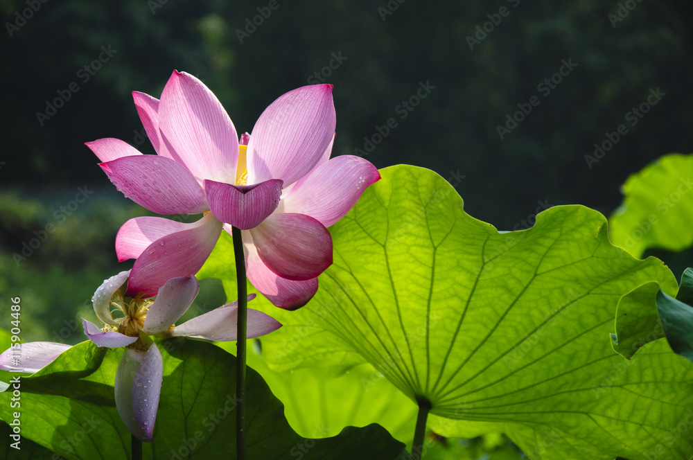 Beautiful blossoming lotus in summer
Beautiful blossoming lotus in summer