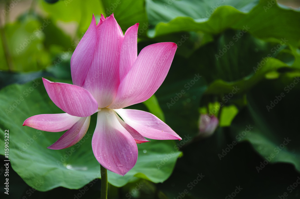 Beautiful blossoming lotus in summer
Beautiful blossoming lotus in summer