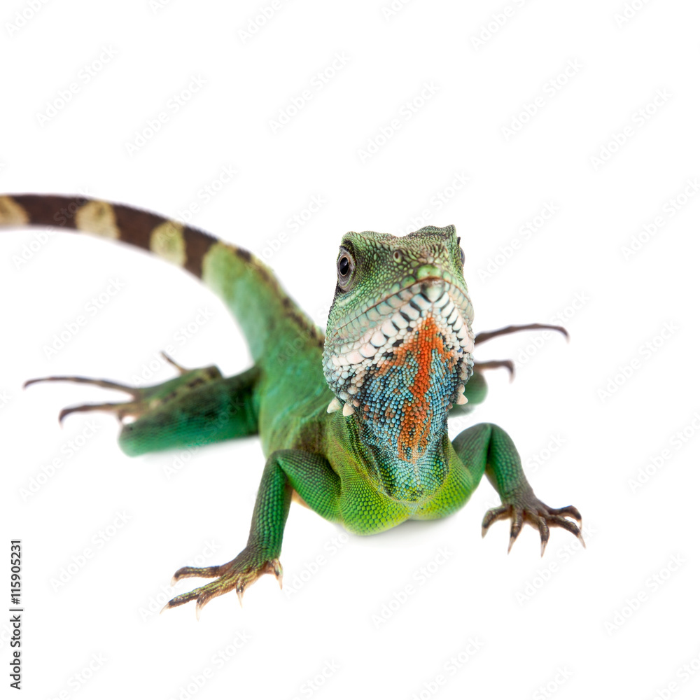 Naklejka premium The Australian water dragon on white background
