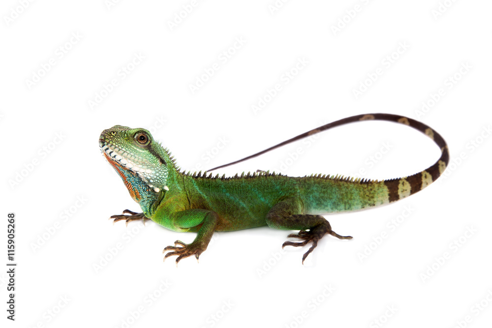 Fototapeta premium The Australian water dragon on white background