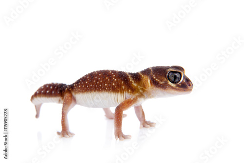 Smooth Knob-tailed Gecko on white © Farinoza