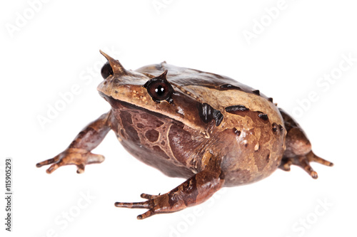 Annam spadefoot toad on white © Farinoza