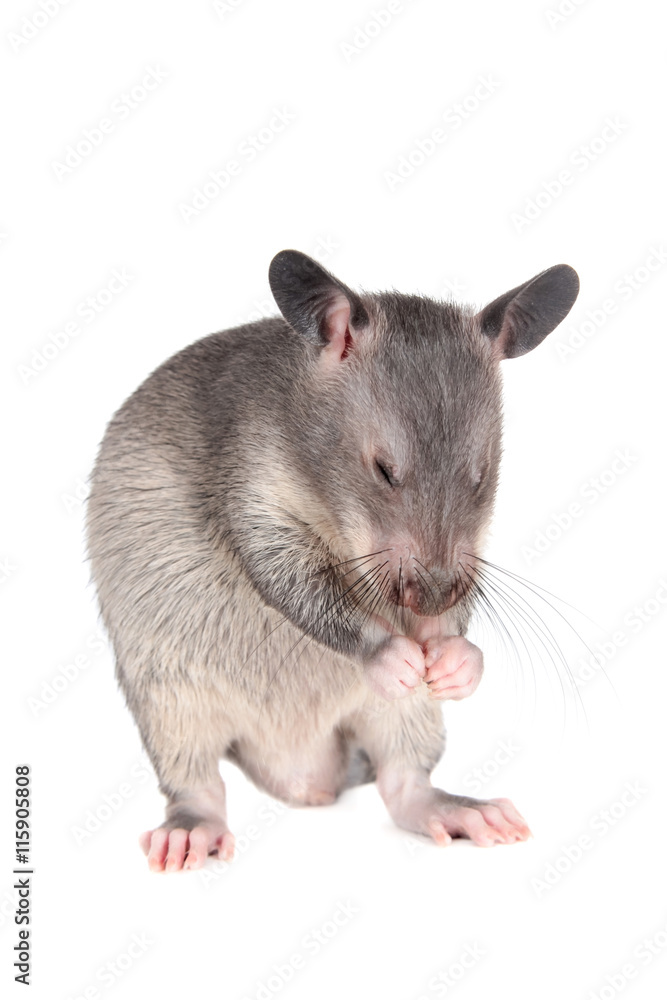 Gambian pouched rat, 3 month old, on white Gambian pouched rat, 3 month old, on white