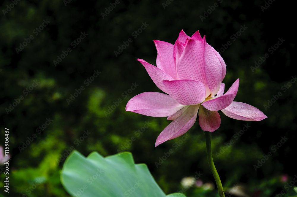 Fototapeta premium Beautiful blossoming lotus in summer 