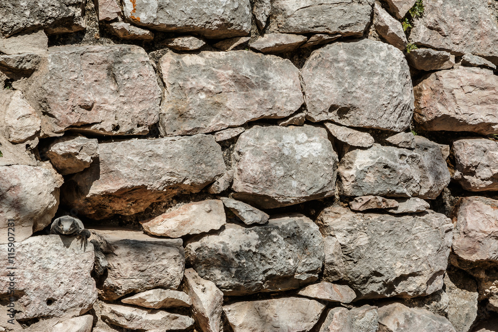 Can you find the iguana? Can you find the iguana?