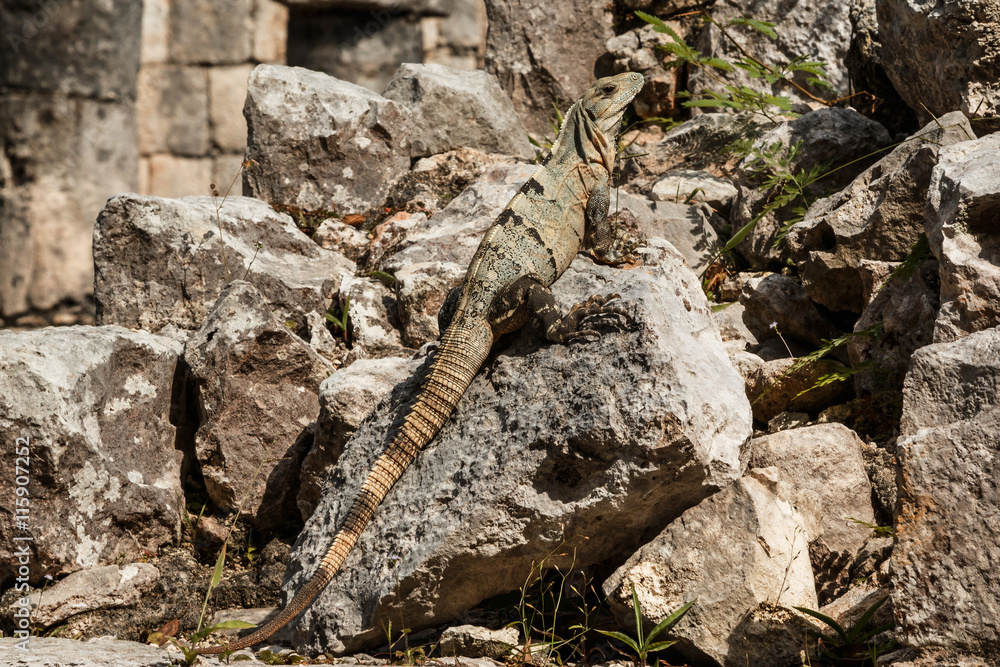 Obraz premium Black spiny-tailed iguana