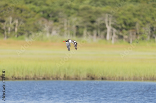 American Oystercatcher flying wings low © Vinoverde