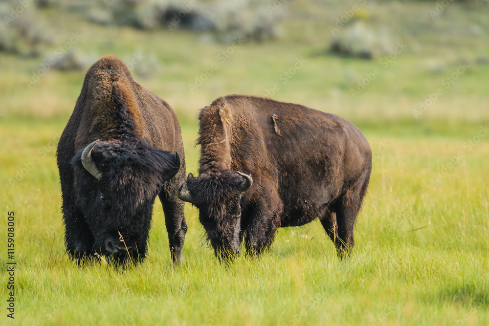 Bison of Yellowstone National Park, USA