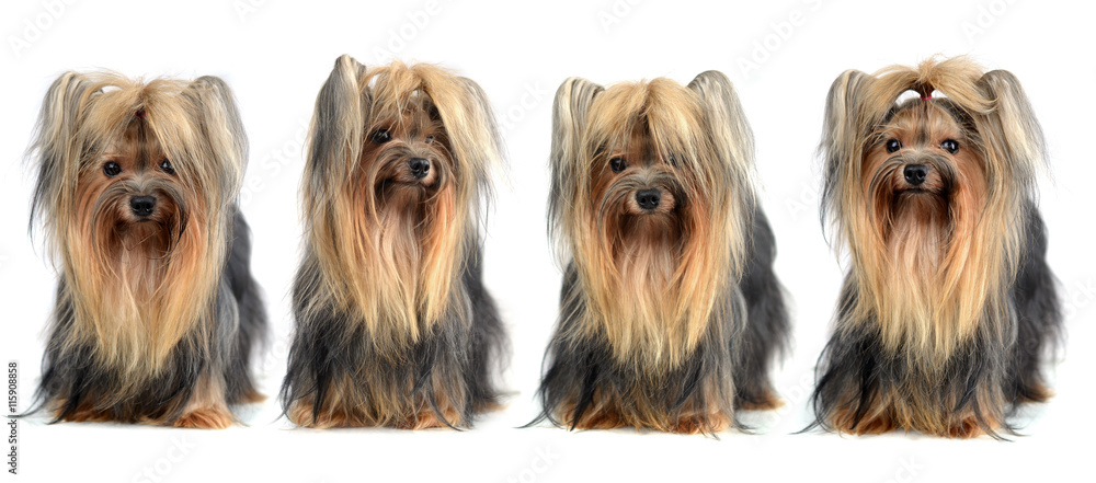 Dog yorkshire terrier isolated on white