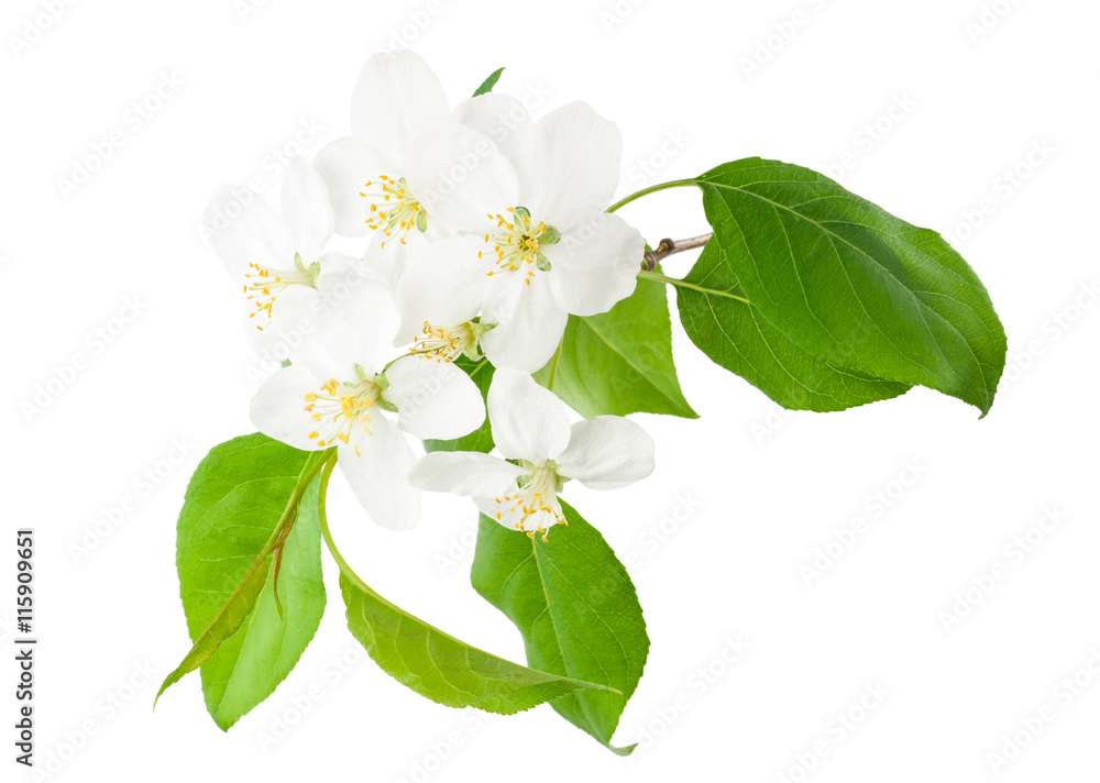 Obraz premium Blooming apple tree