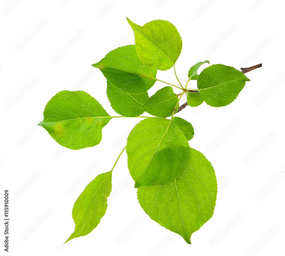 Young apple tree branch Young apple tree branch