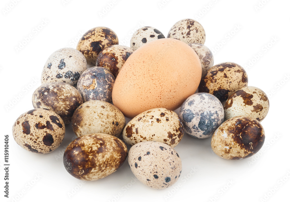 chicken egg and quail eggs