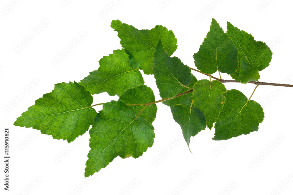 Young birch branch Young birch branch