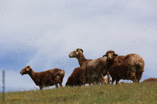 group of sheep walking on mountain top