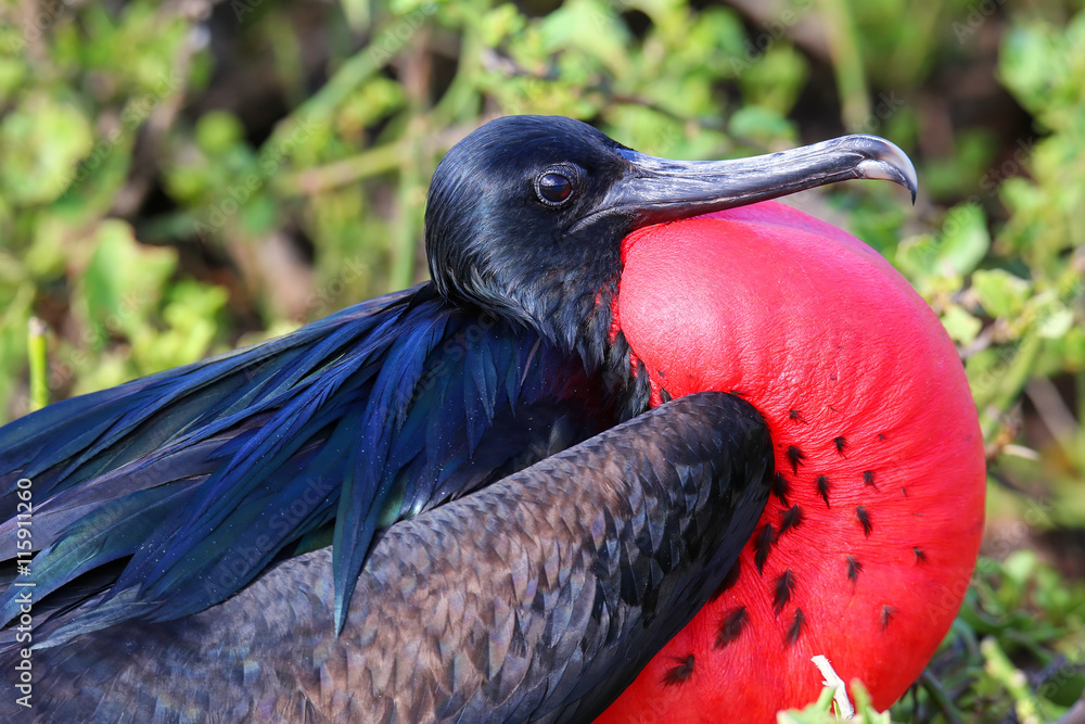 Naklejka premium Portrait of male Great Frigatebird