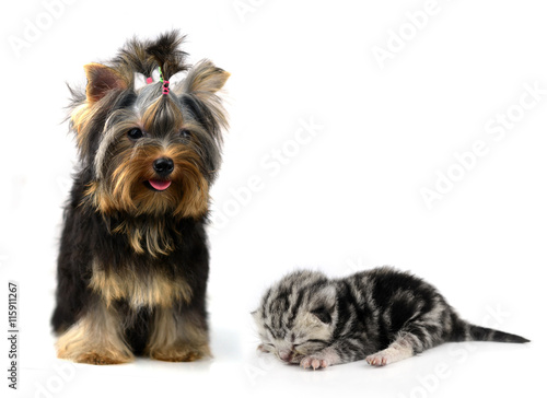 yorkshire terrier and cat  isolated on white