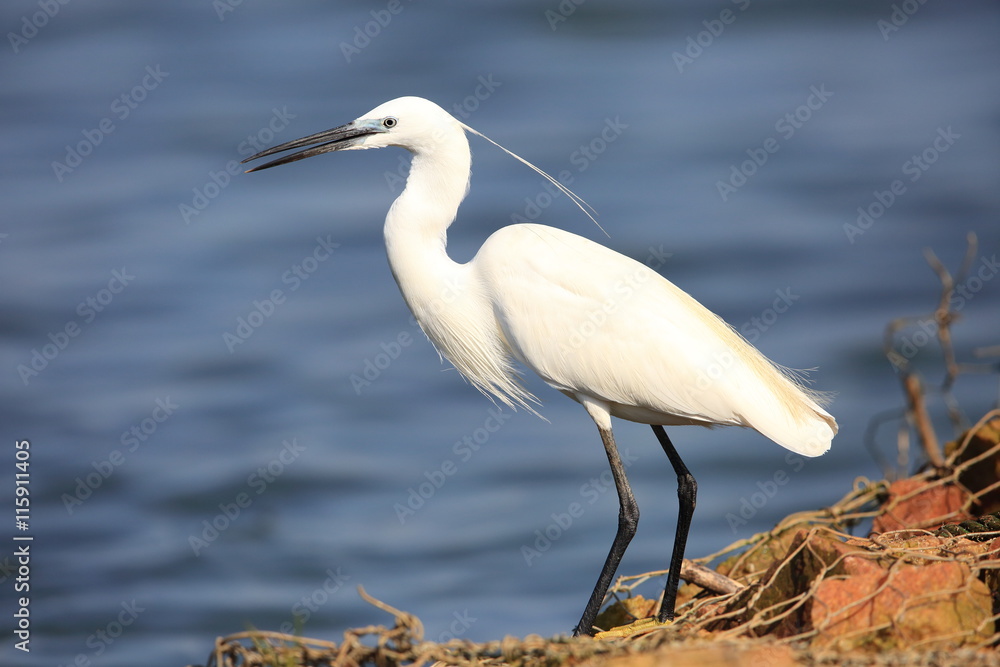 Little Egret (Egretta garzetta) in Uganda
Little Egret (Egretta garzetta) in Uganda