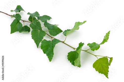 Young birch branch