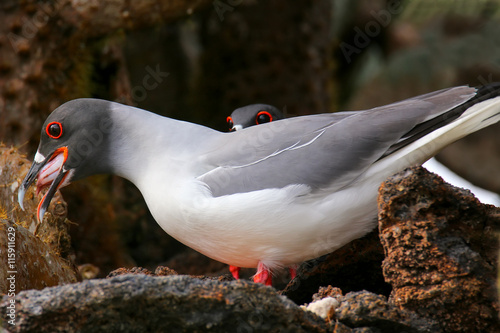 Swallow-tailed Gull (Larus furcatus) eating squid photo