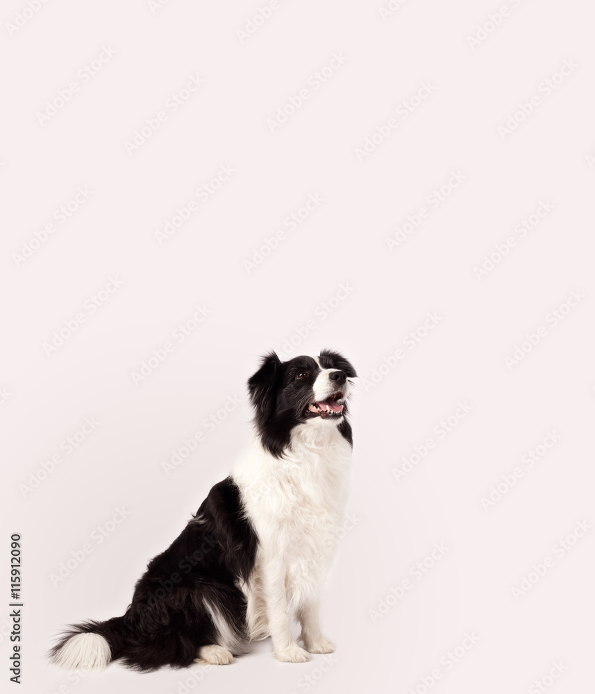 Cute border collie with copy space