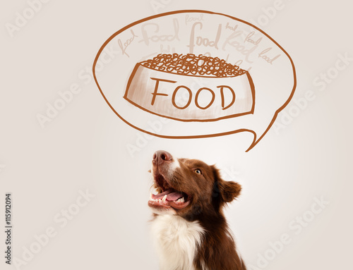 Fototapeta Naklejka Na Ścianę i Meble -  Cute border collie dreaming about food
