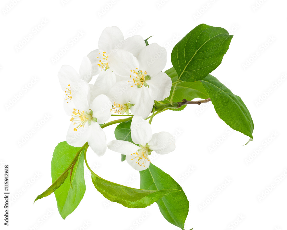 Fototapeta premium Blooming apple tree