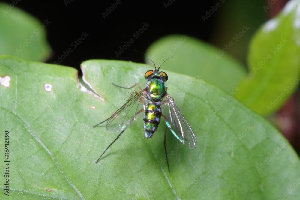 Fototapeta premium Small Fly and insect in the garden