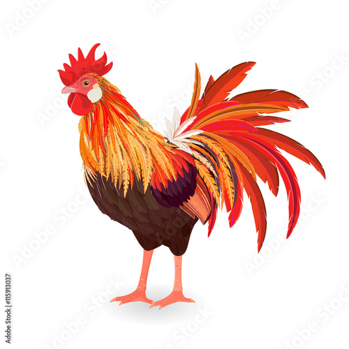 red beautiful rooster for your design