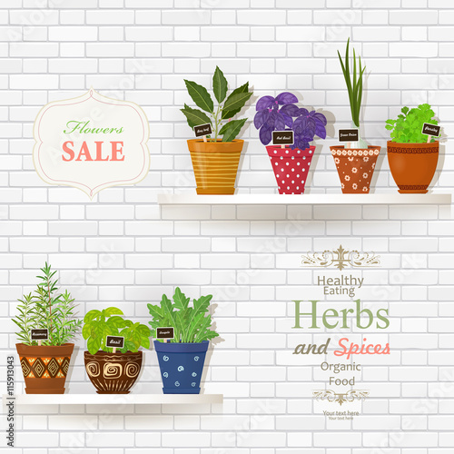 herbs and spices planted in cute ceramic pots for sale on white