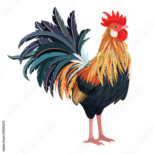 detailed lovely rooster for your design